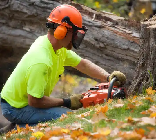 tree services Eggertsville